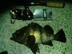 大阪南港メバリング、ストラクチャー周りでメ…