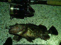 大阪南港メバリング、ストラクチャー周りでメバル26cm