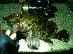 大阪南港のメバル調査〜釣果はガシラ10匹