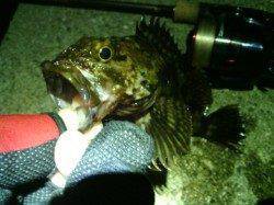 大阪南港のメバル調査〜釣果はガシラ10匹