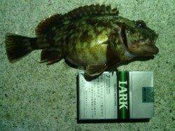 大阪南港メバリング〜風強くジグヘッド重くしてガシラの釣果