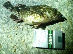 大阪南港メバリング〜風強くジグヘッド重くし…