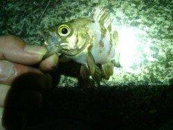 貝塚のメバリングでメバル&コウイカ〜魚もイカも活性上昇中