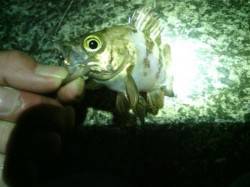 貝塚のメバリングでメバル&コウイカ…