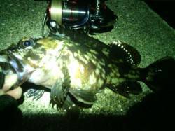 大阪南港メバリング、ショートバイトに苦戦し…