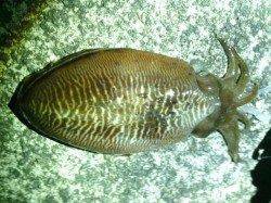 貝塚のメバリングでメバル&コウイカ〜魚もイカも活性上昇中