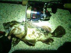 大阪南港メバリング、ショートバイトに苦戦しガシラのみ