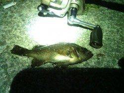 仕事帰りに貝塚メバリング〜小型ですが数釣り楽しめました