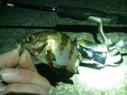 仕事帰りに貝塚メバリング〜小型ですが数釣り楽しめました