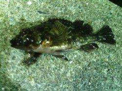 大阪南港メバル調査でガシラに遊んでもらいました