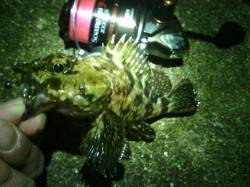 大阪南港メバル調査でガシラに遊んでもらいま…