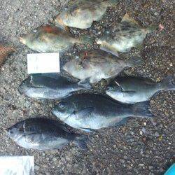 印南でフカセ釣り、グレと肝パンカワハギげっと♪