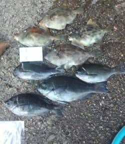 印南でフカセ釣り、グレと肝パンカワハギげっ…