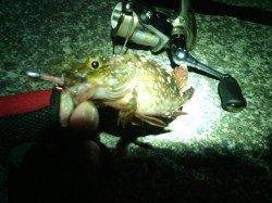 貝塚メバリング〜小型ばかりですが数釣り楽しめました