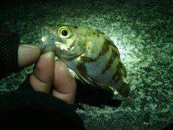 貝塚メバリング〜小型ばかりですが数釣り楽しめました