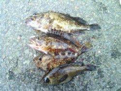 淡輪漁港　内側の海藻周り狙いのメバリング☆