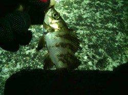 貝塚dメバリング、強風の中風裏で開始しメバル・タケノコメバル