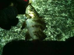 貝塚dメバリング、強風の中風裏で開始しメバ…