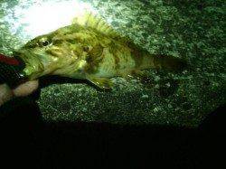 貝塚dメバリング、強風の中風裏で開始しメバル・タケノコメバル