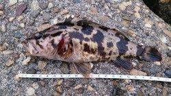 佐野漁港でデイメバリング狙い　合計２３匹の数釣りができました！