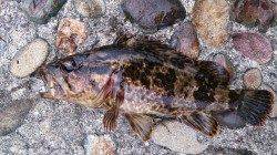 佐野漁港でデイメバリング狙い　合計２３匹の数釣りができました！