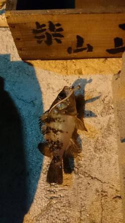 柴山港　久しぶりのアジング釣行でメバル