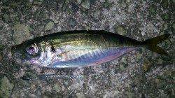 洲本メバリング&アジング〜メバル活性高くTOPで♪