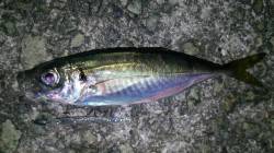 洲本メバリング&アジング〜メバル活…