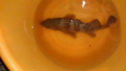 貝塚人口島メバリング、中層をデットスローでひいてHIT！