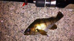 佐野漁港　PM8時からのメバリング釣行