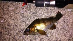 佐野漁港　PM8時からのメバリング釣行