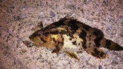 佐野漁港　PM8時からのメバリング釣行