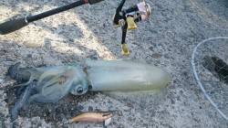 中紀エギング〜アジ・サバ・メバル・太刀魚な…