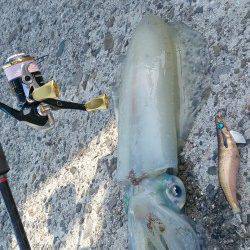 中紀エギング〜アジ・サバ・メバル・太刀魚なども楽しめました♪