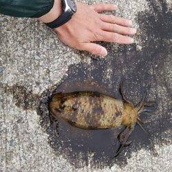 春のデカイカ狙い、夕マヅメに田辺周辺エギングでランガン