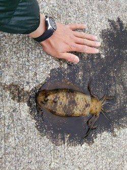 春のデカイカ狙い、夕マヅメに田辺周辺エギングでランガン