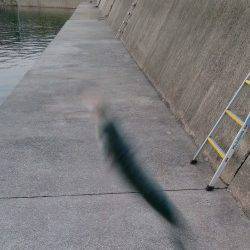 中紀エギング〜アジ・サバ・メバル・太刀魚なども楽しめました♪