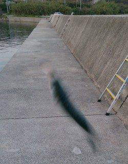 中紀エギング〜アジ・サバ・メバル・太刀魚なども楽しめました♪