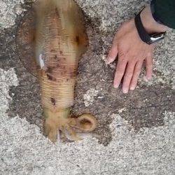 春のデカイカ狙い、夕マヅメに田辺周辺エギングでランガン