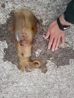 春のデカイカ狙い、夕マヅメに田辺周辺エギン…