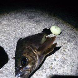 土生でメバル&ヒラメ〜多様な魚種拾える季節になってきました♪