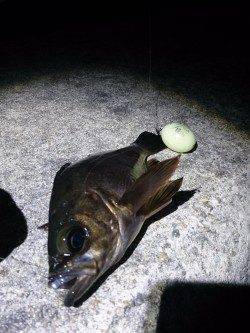 土生でメバル&ヒラメ〜多様な魚種拾える季節になってきました♪