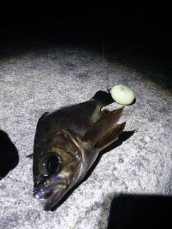 土生でメバル&ヒラメ〜多様な魚種拾…