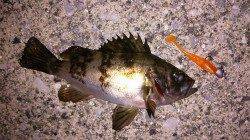 泉佐野漁港でメバリング、タケノコメバルとメバルの釣果