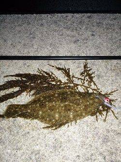 土生でメバル&ヒラメ〜多様な魚種拾える季節になってきました♪