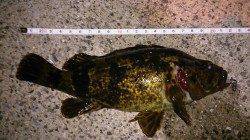 泉佐野漁港でメバリング、タケノコメバルとメバルの釣果