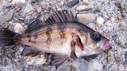 佐野漁港メバリング〜テトラ帯穴釣りでパワフルなタケノコメバル