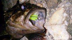 佐野漁港メバリング〜テトラ帯穴釣りでパワフルなタケノコメバル