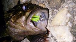 佐野漁港メバリング〜テトラ帯穴釣りでパワフ…