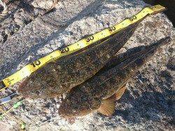 紀ノ川河口でマゴチ55cm&50cm！